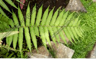 fern 0002